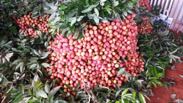জমে উঠেছে দিনাজপুরের লিচু বাজার