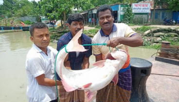 পদ্মায় জালে সাড়ে ২২ কেজির পাঙ্গাস, উৎসুক জনতার ভিড়