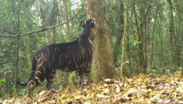 প্রথমবার ক্যামেরাবন্দি বিরল গাঢ় কালো রঙের বাঘ (ভিডিও)