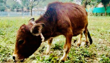 বিশ্বের ক্ষুদ্রতম গরু সাভারের ‘চারু’
