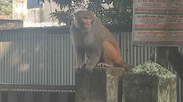 ৩০ কিলোমিটার পাড়ি দিয়ে লোকালয়ে ক্ষুধার্ত বানরের ছোটাছুটি
