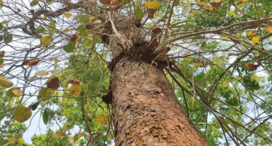 ‘পুষ্পা’ সিনেমার আলোচিত লাল চন্দন মিললো বাংলাদেশে