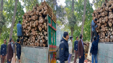 ‘পুষ্পা’ স্টাইলে গজারি কাঠ পাচারের চেষ্টা, অতঃপর...