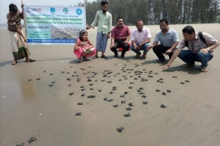 সাগরে ১৩৭ কাছিমের বাচ্চা অবমুক্ত