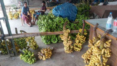 কলায় ভাগ্য বদল আলীর