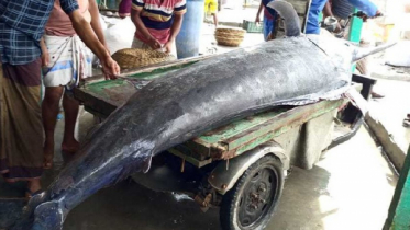 জেলের জালে ধরা পড়ল ২০০ কেজির পাখিমাছ