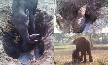 সন্তানকে উদ্ধারে ১১ ঘণ্টা ধরে গর্ত খুঁড়লো মা হাতি