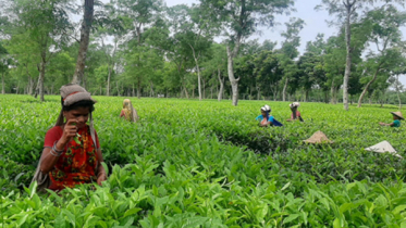 কাজে ফিরেই চা শ্রমিকদের নতুন রেকর্ড