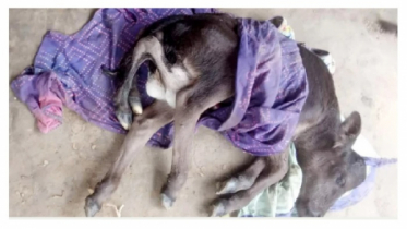 বড়াইগ্রামে ছয় পা বাছুরের জন্ম