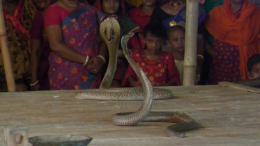 মর্যাদার লড়াইয়ে ভয়ংকর সাপ