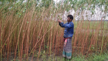 মাগুরায় তোষা পাট-৮ চাষে আগ্রহ বাড়ছে