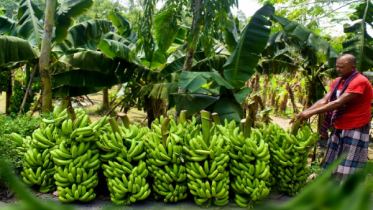 কলা চাষে ভাগ্য বদল শাহিনূরের  