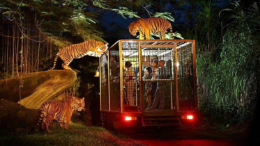 নাইট সাফারি পার্কের জন্য চলছে প্রাণী সংগ্রহ