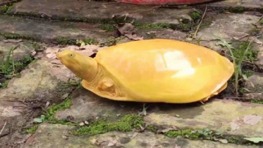 মাটিরাঙায় দেখা মিলল বিপন্ন হলুদ কাছিম