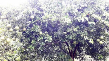 মাল্টার বাম্পার ফলনে কৃষকের মুখে হাসি