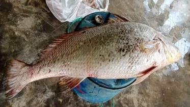 টেকনাফে ধরা পড়ল ৩৩ কেজির পোয়া মাছ 