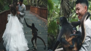 বিয়ের ফটোশুটে বাচ্চাসহ হাজির বানর, বরের সঙ্গে তুললো ছবিও!