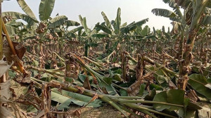 কৃষকের ৬০০ কলাগাছ কাটল দুর্বৃত্তরা