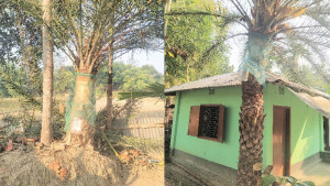 পাহাড়ে বাড়ছে খেজুর রসের চাহিদা