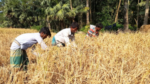 আমনে ভালো ফলন, খুশি কৃষক