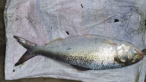 খালে মিলল এক কেজির ইলিশ