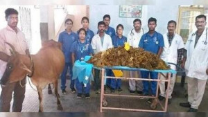 গরুর পেটে মিলল ৬৫ কেজি প্লাস্টিক, ধাতব বর্জ্য!