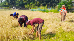 বাসচাপায় নিহত বন্ধুর ধান কেটে ঘরে তুলে দিলেন বন্ধুরা
