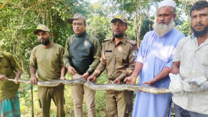জেলের জালে অজগর, কাপ্তাই উদ্যানে অবমুক্ত