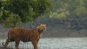 বাঘ গুনতে সুন্দরবনে বসছে ৬৬৫ ক্যামেরা