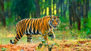 সুন্দরবনে বাঘ গণনা শুরু রোববার