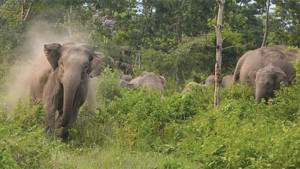 সীমান্তে হাতির আক্রমণে প্রাণ গেল কৃষকের