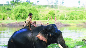 মানুষ ও হাতির সম্পর্ক, সামাজিকতা ও সুখ অনুভূতি