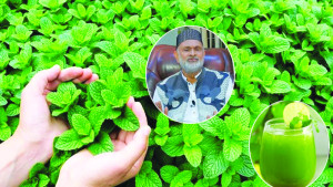 রোগ প্রতিরোধ ও নিরাময়ে অনন্য পুদিনা পাতা