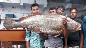 ‘ধাতিনা ভোল’ এক রাতেই ভাগ্য বদল জেলের, সাড়ে ৩ লাখে বিক্রি