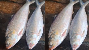 মনপুরায় সাড়ে ৩ কেজির দুই ইলিশ বিক্রি ১৫ হাজার টাকায়