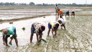 বৃষ্টিহীন বরেন্দ্রে সেচনির্ভর আমন, বাড়ছে কৃষকের খরচ
