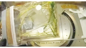 মহাকাশে ধান চাষে নতুন সাফল্য চীনের
