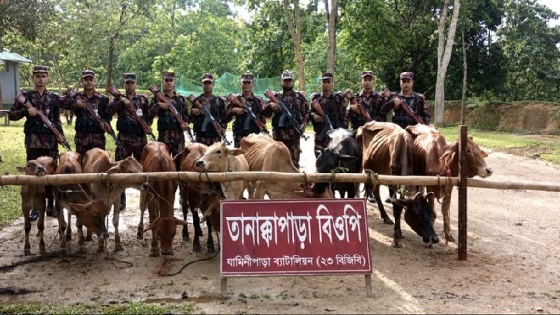 খাগড়াছড়ি সীমান্তে ভারতীয় গরু উদ্ধার