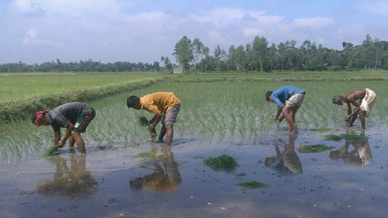 আখাউড়ায় আমন আবাদে ব্যস্ত কৃষক