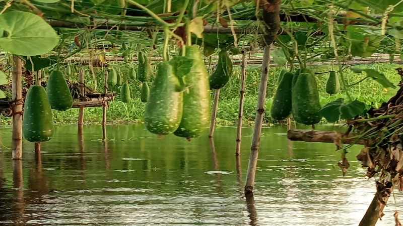 নবীনগরে জলাবদ্ধ জমিতে ভাসমান পদ্ধতিতে সবজি চাষ