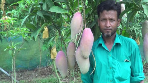 বিদেশি আম ‘রেড আইভরি’ নিয়ে কৃষকদের মধ্যে ব্যাপক আগ্রহ