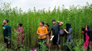 কুষ্টিয়া সীমান্তে ৮ জনকে পুশইনের চেষ্টা, বিজিবির বাধায় পিছু টান