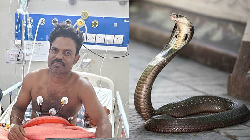 সাপ ধরতে গিয়ে গোখরার ছোবল, ‘ওঝা’ নিজেই হাসপাতালে