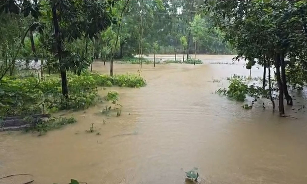 মুহুরী-কহুয়া নদীর পানি বৃদ্ধি: ফুলগাজীর শতাধিক পরিবার পানিবন্দি