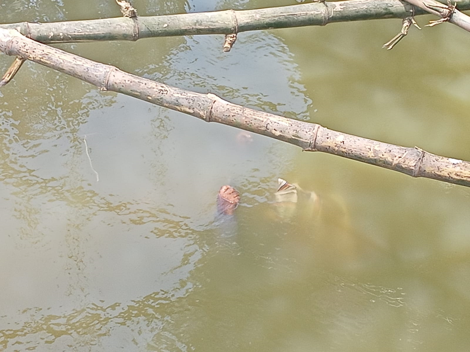 ঝিনাইদহের মহেশপুরে খাল থেকে অজ্ঞাত ব্যক্তির মরদেহ উদ্ধার