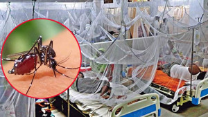 ২৪ ঘণ্টায় ডেঙ্গুতে আরও ৫ জনের মৃত্যু