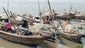 চাঁদপুরে মাছঘাটে নেই ইলিশ, হতাশ ক্রেতা-বিক্রেতা