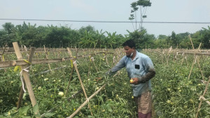 আগাম টমেটো চাষে শেখ স্বপনের সাফল্য