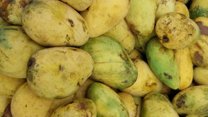 আখাউড়ায় বিক্রি হচ্ছে মৌসুমের আম অসময়ে