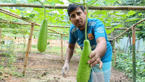 কীটনাশক ছাড়াই লাউ চাষ করে সাফল্য